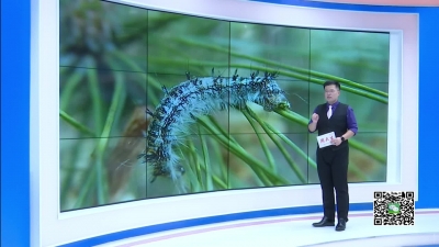 －－松毛虫来袭 我县上演“斗虫大战”