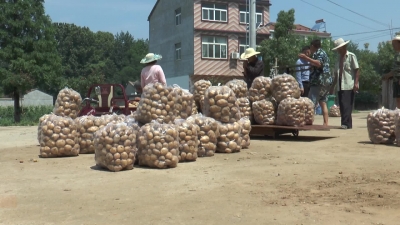 －－白沙镇东河村：迎来土豆收获季