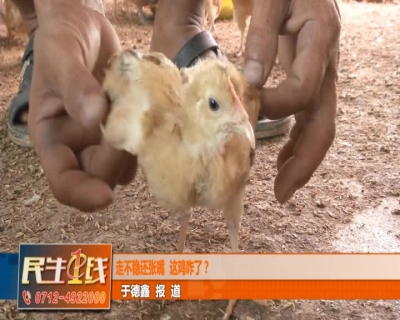 走不稳还张嘴  这鸡咋了？