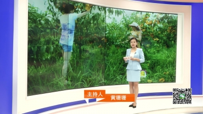 －－黄桃熟了!“吃货”们采摘又有新去处