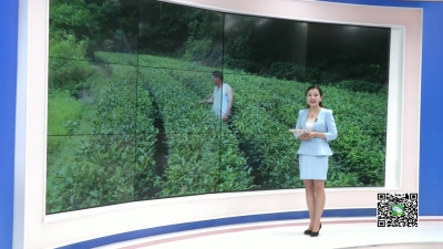 －－深山种茶30余载   带动全村人致富
