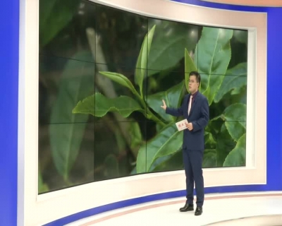 农技进茶园  支招茶农抗旱保苗