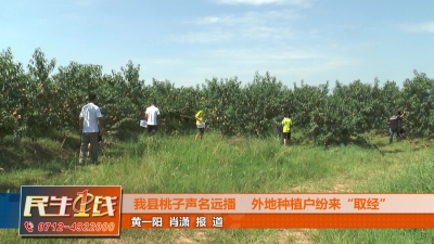 －－我县桃子声名远播    外地种植户纷来“取经”