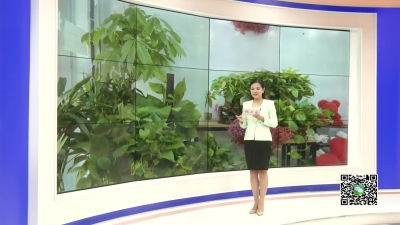－－夏季花卉绿植如何养护