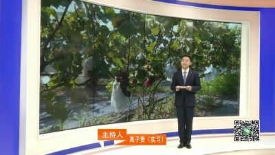 －－葡萄飘香醉游人  避暑采摘正当时
