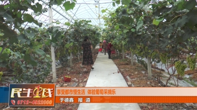－－享受都市慢生活  体验葡萄采摘乐