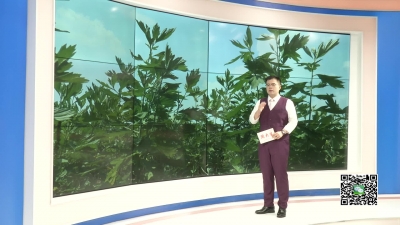 －－小小艾草功效多 种植管理需注意