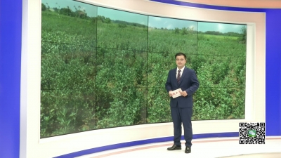－－白沙镇胜一村：艾草成爱“宝” 乡邻齐脱贫