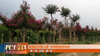－－紫薇花开惹人爱  休闲旅游好去处