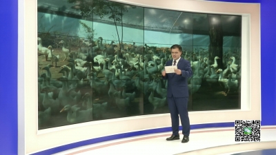 －－“土专家”热情支招   教您如何养鹅