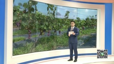 －－小河镇：葡萄经济鼓起村民“钱袋子”