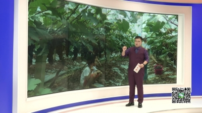 －－葡萄成熟  等你来采摘