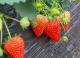 赤壁草莓成熟季，采摘正当时！爱吃草莓的你还不快冲!
