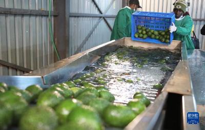非洲鲜食牛油果首次出口中国