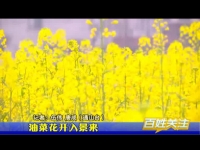 油菜花开入景来