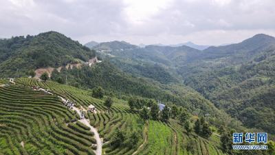 建设人与自然和谐共生的美丽家园——习近平生态文明思想基层生动实践新观察