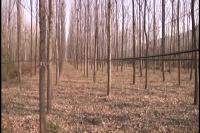 冬闲种植野生菌 随北菇农拓宽致富路