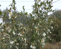 2017年11月20日随州新闻