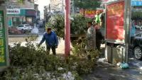 暴雪过后 园林工人清扫路面树枝