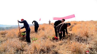 陈巷镇：春风催新绿 植树正当时