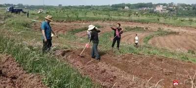 【越·广水|乡村振兴】市农业农村局：积极做好产销对接  助推辣椒产业发展