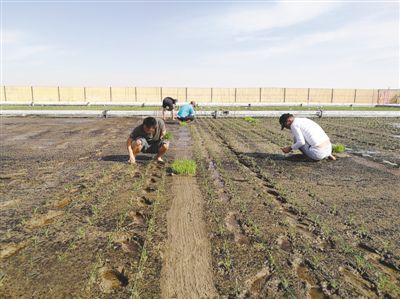中国农业科学家在阿联酋沙漠中种出海水稻
