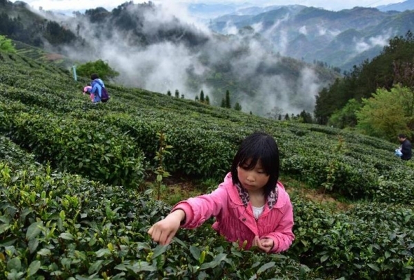 推出集赏茶,采茶,制茶,品茶于一体茶乡农家乐旅游形式,让游客在享受