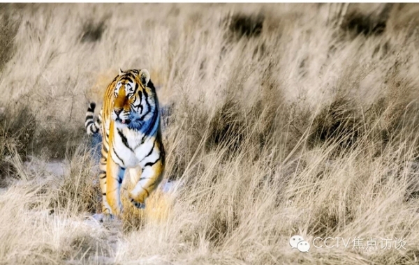 长白山区寻虎记