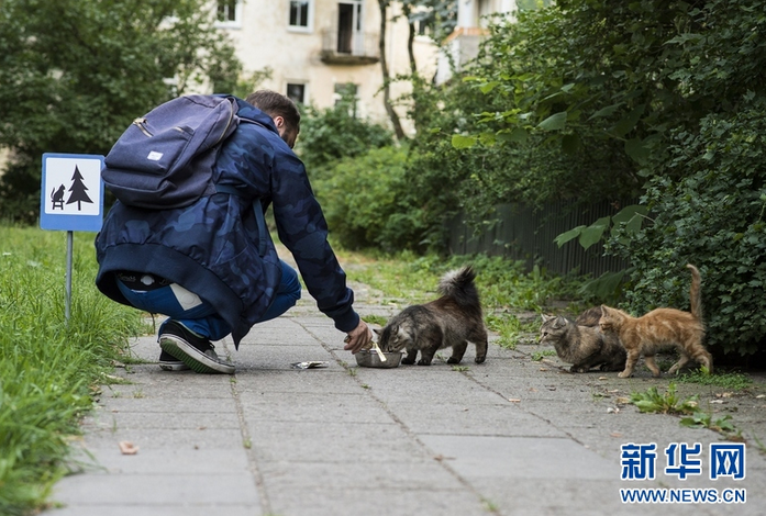 立陶宛动物保护者为小动物树立迷你路牌