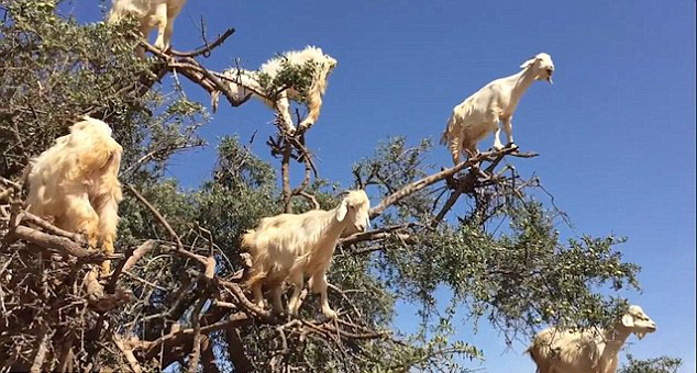 山羊为美食爬上5米高大树
