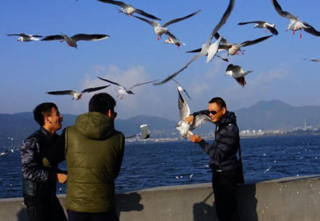 游客抓海鸥拍照图片
