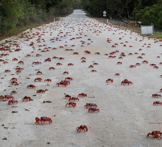 澳大利亚红蟹大迁徙图片