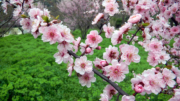 東湖梅園位列中國四大梅園之首,領先於南京梅花山梅園,上海淀山湖梅園