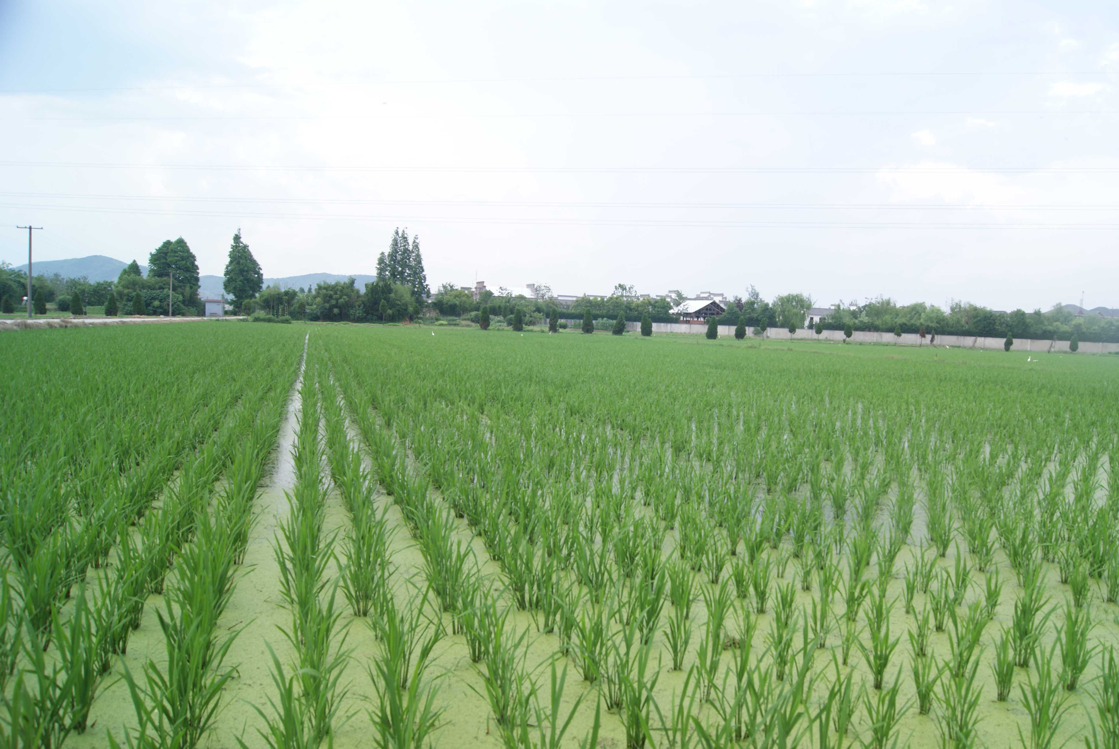 潜江市委书记张桂华建议:加大虾稻共作扶植力度 发展稻田综合种养