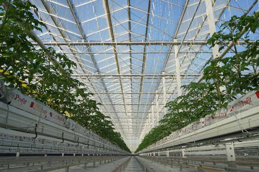 河南焦作:长在"云端"的欧荷生态小番茄