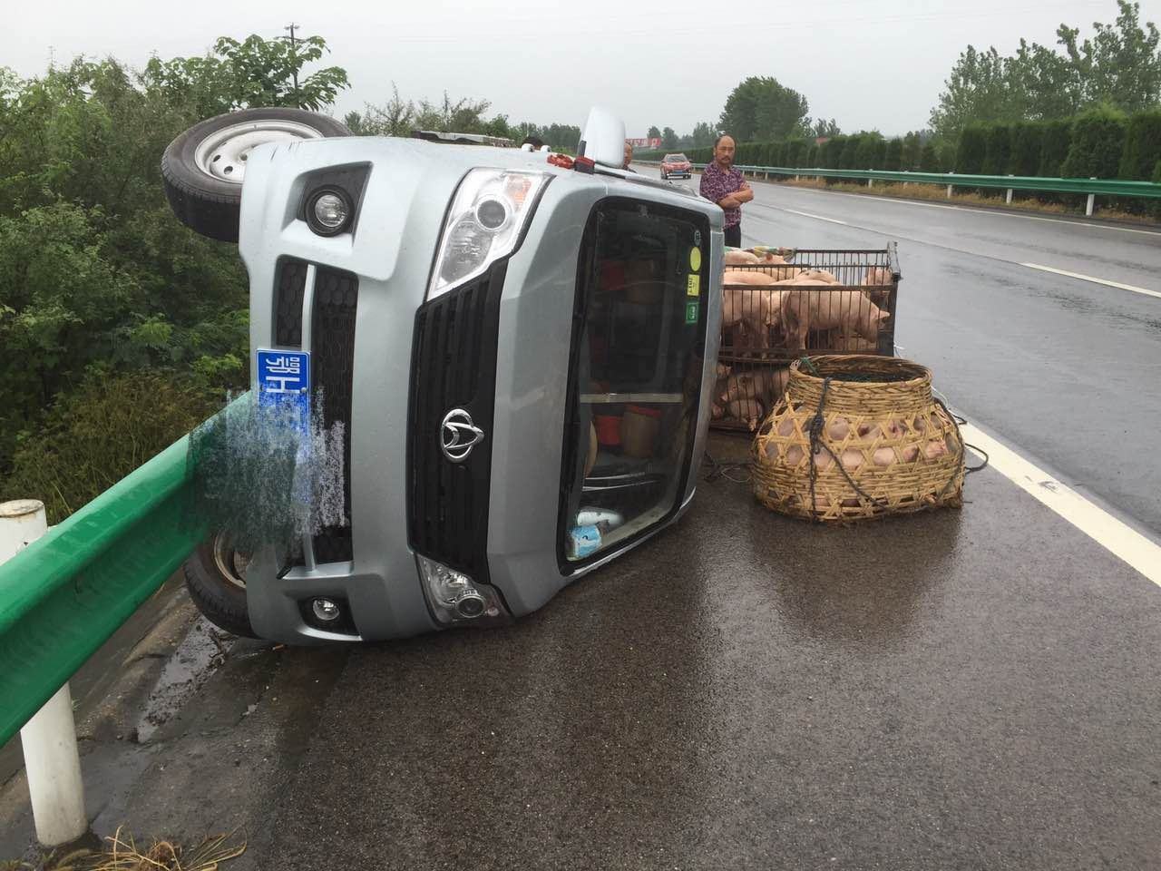 大货车侧翻 猪仔撒一地 幸遇好村民 帮忙抬回去