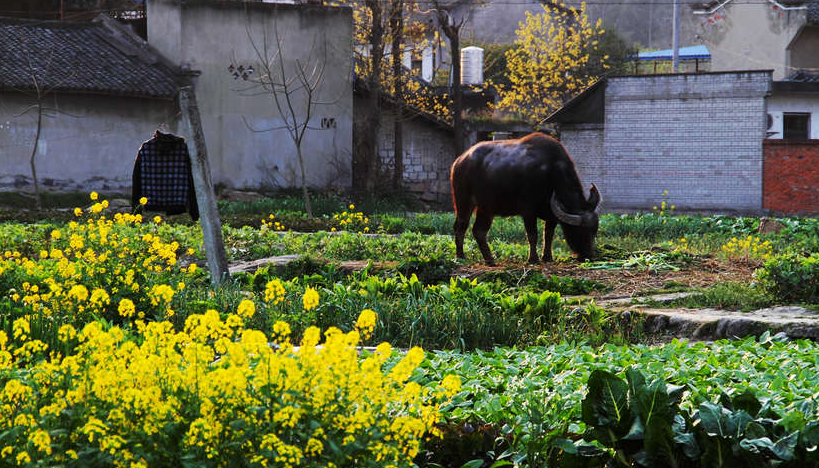 走在乡间的小路上