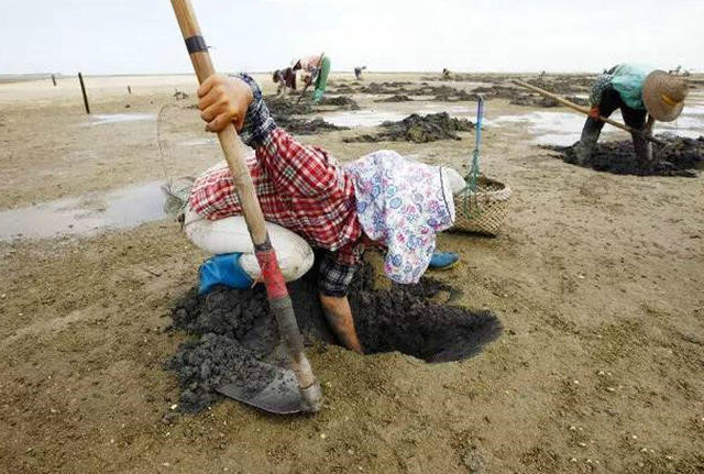 广东农妇挖沙虫月赚三五千