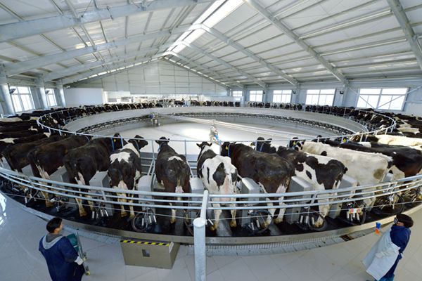 农业部发布关于促进现代畜禽种业发展的意见