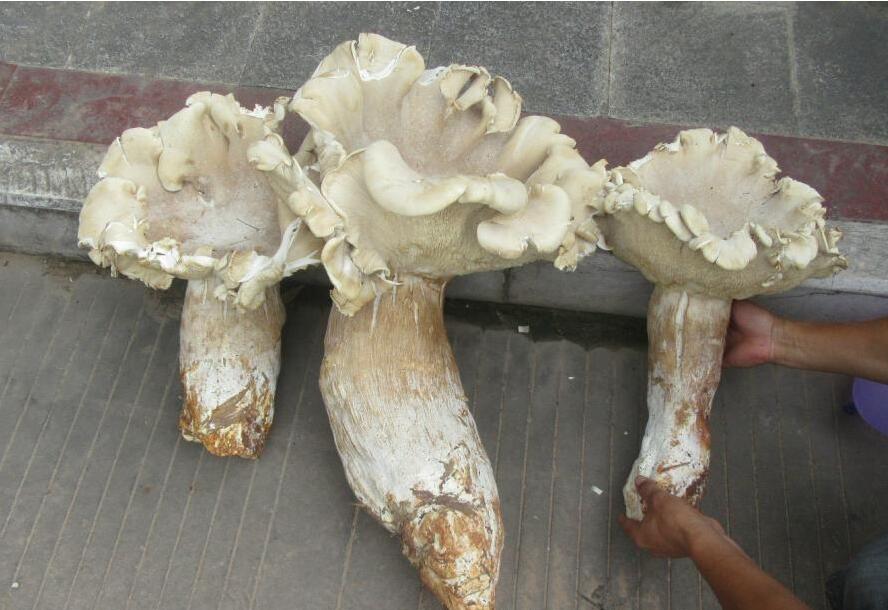 云南村民发现巨型口蘑极为罕见可以食用