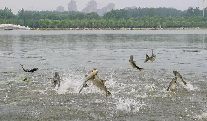 7月21日清晨,南湖湖面发生了一幕罕见的景象:湖中大批花鱼儿跃出水面