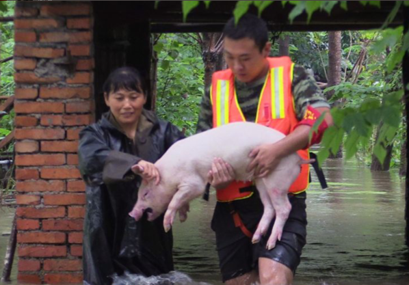 赞!洪水中消防"抱猪哥"勇救80头牲猪