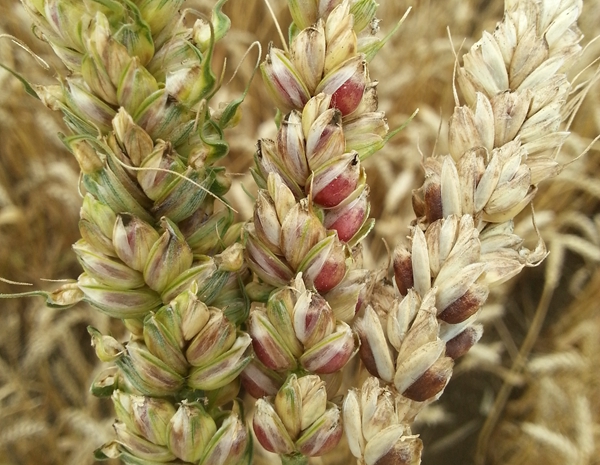 彩色小麦 同样的种植方式赚取更多的利润