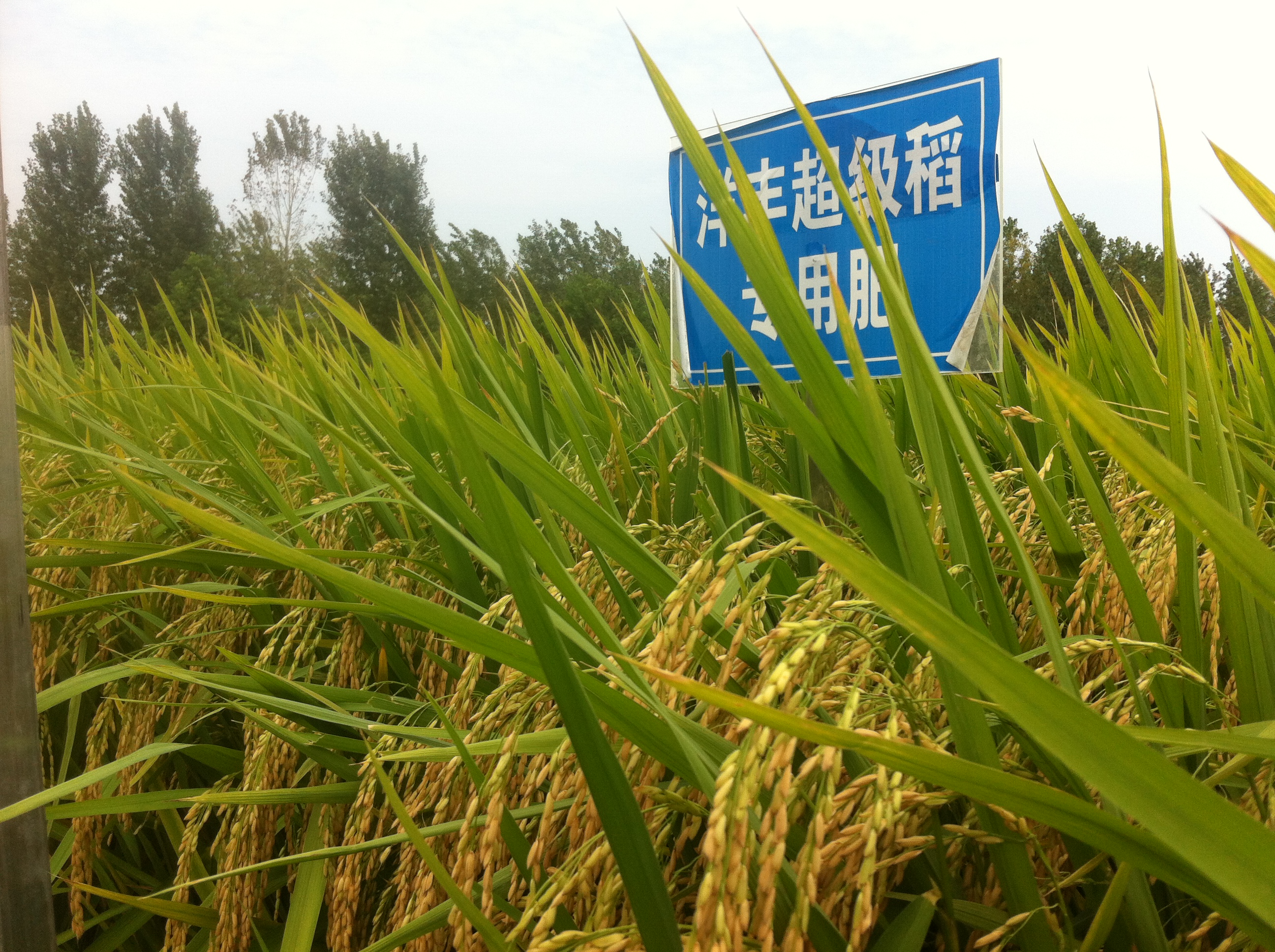 国家杂交水稻工程技术研究中心主任袁隆平带领研究团队到荆门市子陵镇