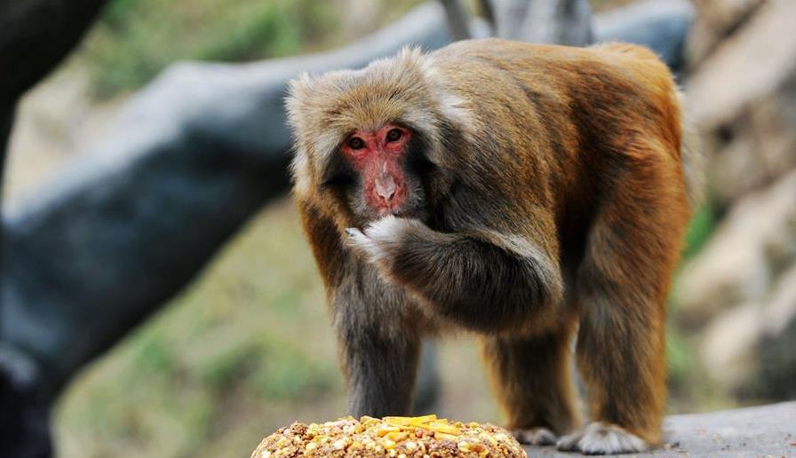 动物吃月饼过中秋