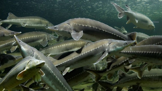 长江安庆段连续捕获大量杂交鲟 专家称中华鲟恐面临基因污染风险