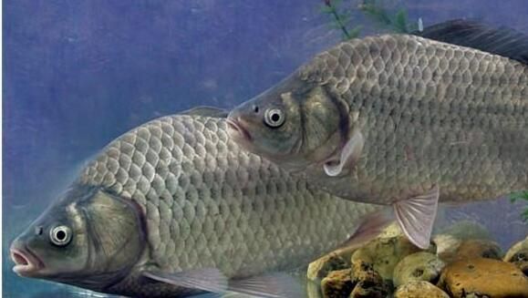 家常淡水鱼价每斤跌至10元内 秋季集中供应是主因