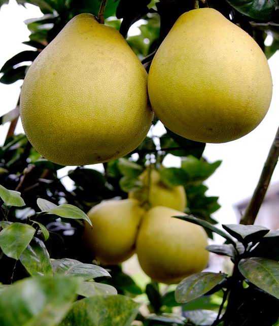 11月12日到宣恩体验高罗柚惑