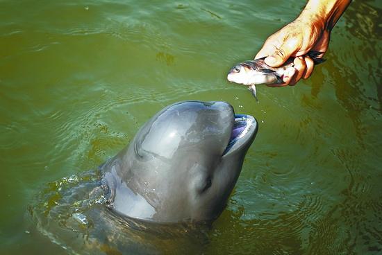 住鄂全国政协委员联名提案:将长江江豚列为国家一级保护动物