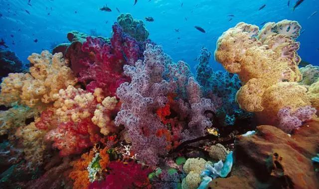 三沙市拥有丰富的旅游,渔业,油气,海底矿产等资源!